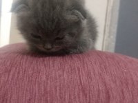 20 Nisan doğumlu eskişehir scottish fold