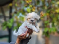 Korea Maltese Yavrularımız