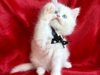 Kar Beyazı British Longhair Bebek Arayanlara
