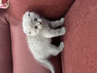 Sevimli scottish fold bebekler yeni yuvasını arıyor