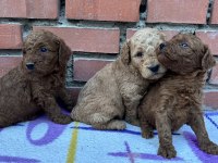 SHOW GÜZELLİKTE SAFKAN TOY POODLE YAVRULAR