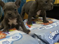 Blue ve Siyah French Bulldog Bebekler