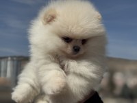 Petmode köpek çiftliğinden teddy face pomeranian
