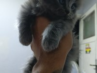 British shorthair yavrularımız