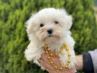Orjinal Maltese Bebeklerimiz