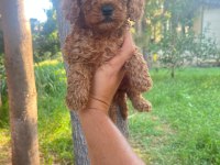 A kalite 1. Sınıf Toy poodle yavrular