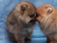 Tatlı Safkan Pomeranian Boo Yavrularımız
