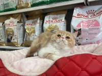 Türünün en güzel örneklerinden exotic shorthair