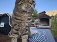 ÜCRETSİZ SAHİPLENDİRME SCOTTİSH FOLD KEDİMİZ