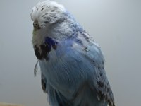 Muhabbet kuşumuz show jumbo