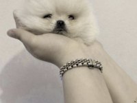 Pomeranian Boo Yavrumuz
