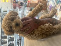 3 Aylık Dişi Yavru Poodle