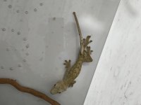 Yetişkin Erkek Crested Gecko Ve 40X40X60 Teraryum