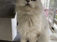 GÜZEL KEDİLERİMİ SAHİPLENDİRİYORUM