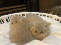 2 aylık lilac top kafa british longhair
