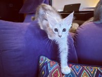 Safkan maine coon
