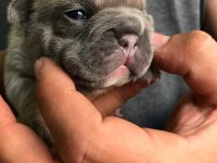 French Bulldog Dişi