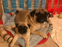 4 AYLIK AİLE KÖPEĞİ PUG