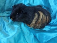 Harika Sheltie Erkek Yavru Ginepig