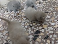 25 günlük british shorthair