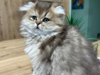 Ücretli british golden longhair erkek yavru