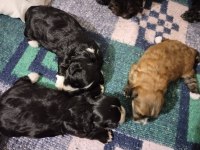 SAFKAN MALTESE TERRIER YAVRULARI