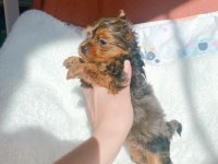 Çok özel exotic yorkshire terrier ziyarete açık