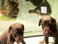 Kızıl Doberman Yavruları