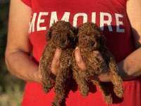 TEACUP BOY KOREAKAN TOY POODLE KÖPEKLER KG GARANTİLİ