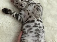 Elite Silver Bengal Kedisi Kitten Ozy
