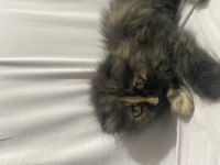British longhair kırması