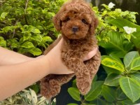 Toy Poodle Veteriner Kontrollü Yavrular