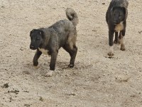 Safkan Kangal Köpeğimiz