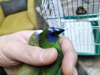 Mavi yüz parrot cinemon lutino taşıyıcı sultan papağanı