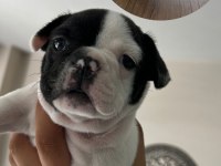 Acil yuva arıyoruz french bulldog