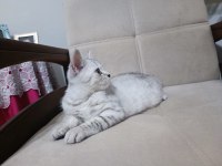 Oyuncu 3 Aylık Erkek İki British Shorthair Yavrularımız