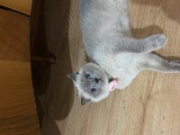 Scottish Fold Kısır Kedim