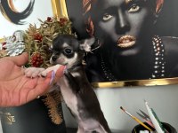 Chihuahua elma kafa ped eğitimi var 58 günlük