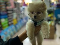 Pomeranian boo 60 günlük köpekler