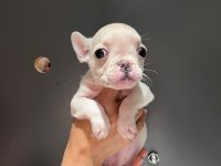 Black and tan platinum french bulldog yavrular