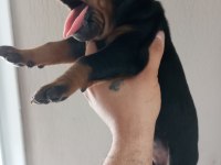 DEV DOBERMAN YAVRULARI KİNG KALİTELİ KAN