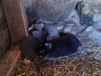 Orjinal Hollanda Lop Tavşanı