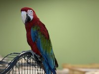 KIRMIZI ARA MACAW YAVRUSU CİTYPETSHOP