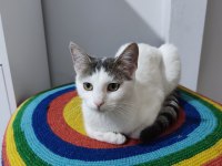 Tekir kedimiz için yuva arıyoruz