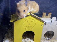 Baby Fish Aquarium Sağlıklı Hamster Ve Yavrular