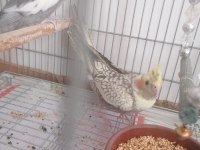 2.5 aylık sultan papağanı (lütfen açıklamayı okuyun)