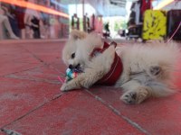 Mini Pomeranian Spitz
