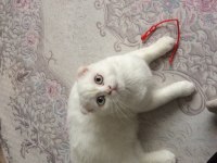 Karbeyaz Mavi gözlü kedimiz uyguna sahiplendirilecek kedim