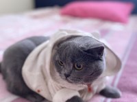 British shorthair 3 yaşında dişi