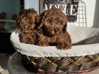 Petmode köpek çiftliğşnden tea cup kore poodle yavrular